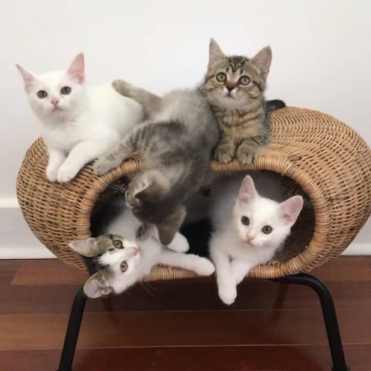 Ikea cat shop bed hack